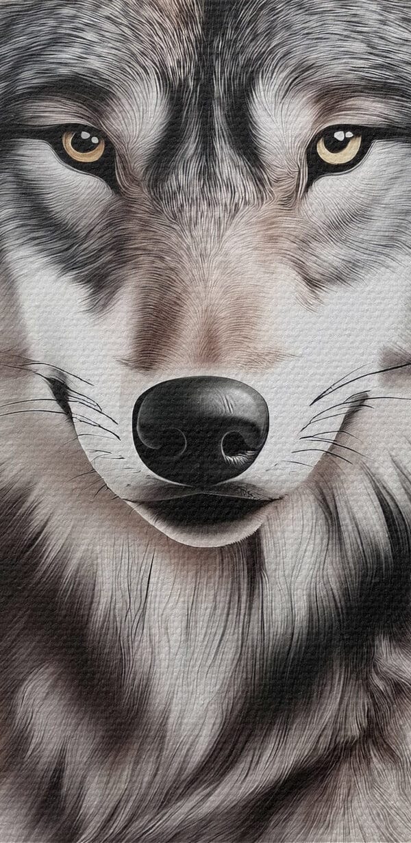 Wolf ligt naar de camera te kijken Wolf ligt naar de camera te kijken