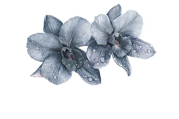 Delicate bloemen met dauwdruppels Delicate bloemen met dauwdruppels