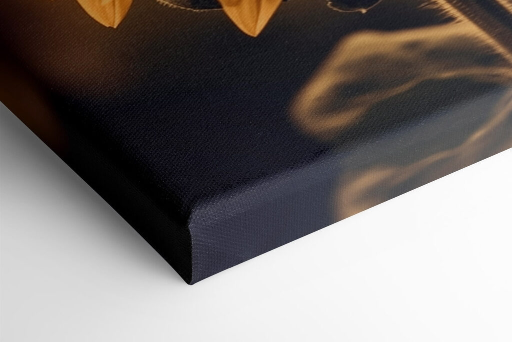 Vibrant petals in soft sunlight Vibrant petals in soft sunlight