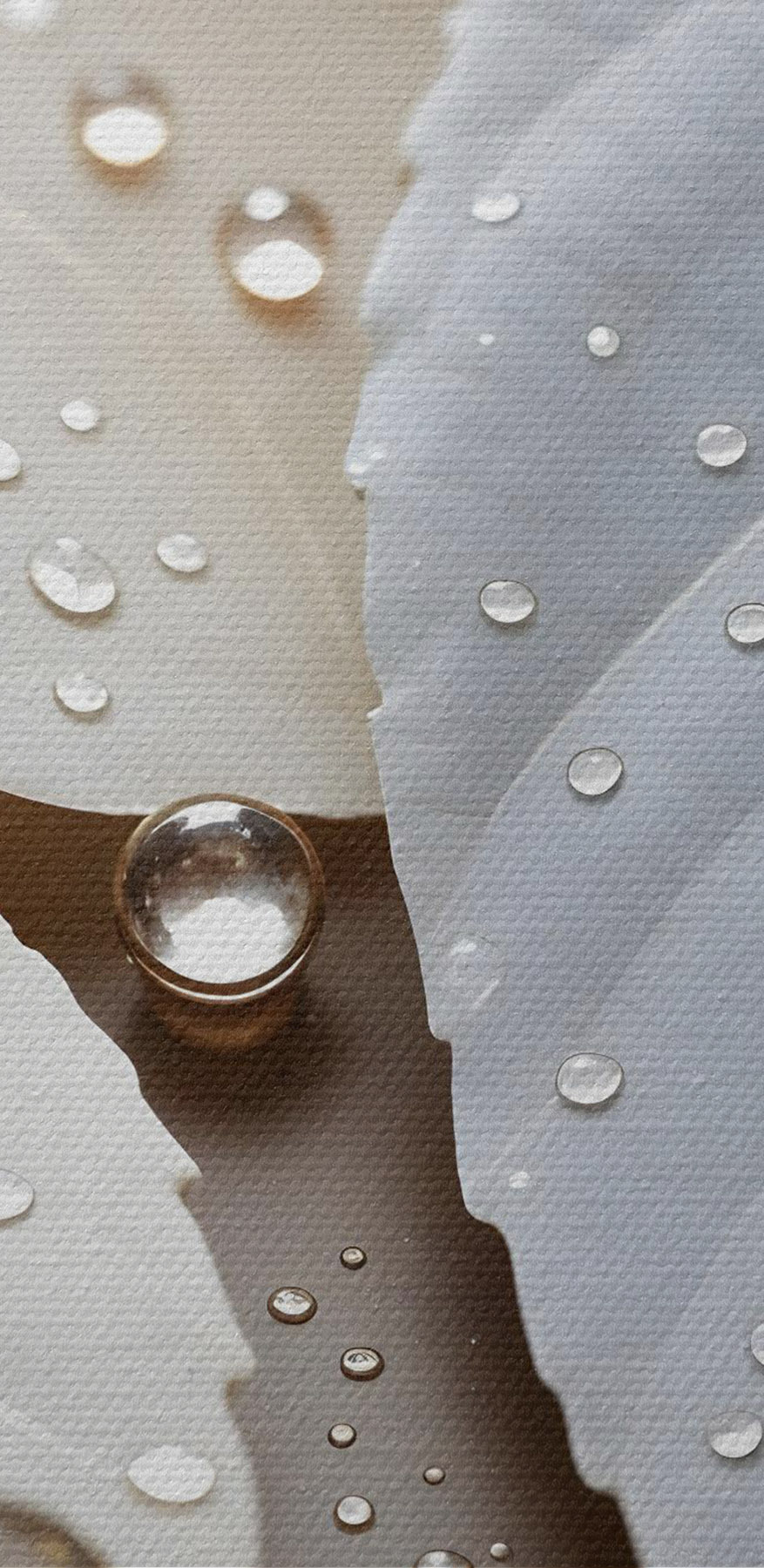Natuur’s delicate druppels op bladeren