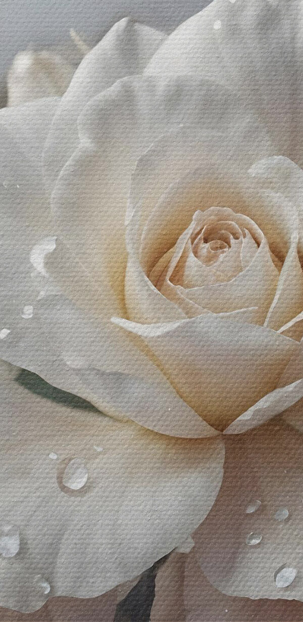 Groep witte rozen met waterdruppels Groep witte rozen met waterdruppels