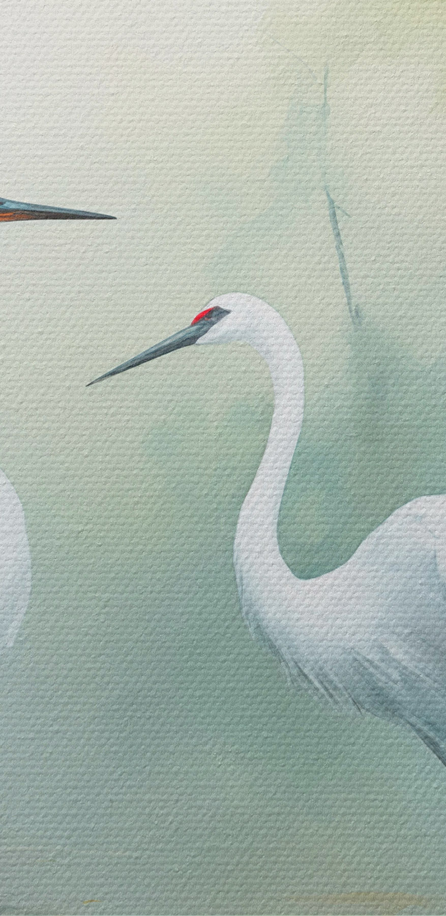 Paar witte vogels in een vijver