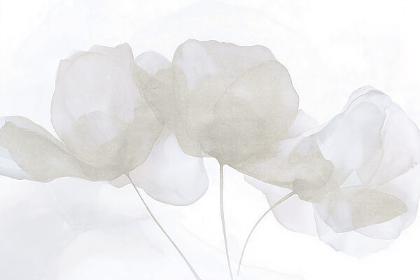 Groep witte bloemen Groep witte bloemen
