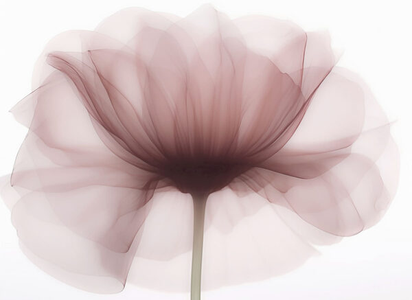 Flower with a transparent flower Flower with a transparent flower