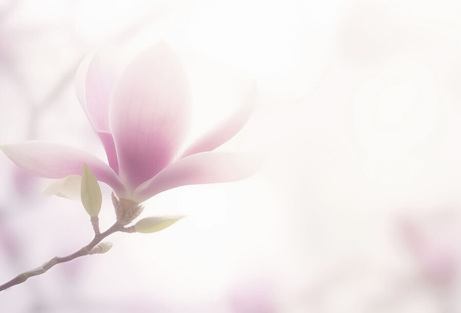 Delicate bloei in zachte focus
