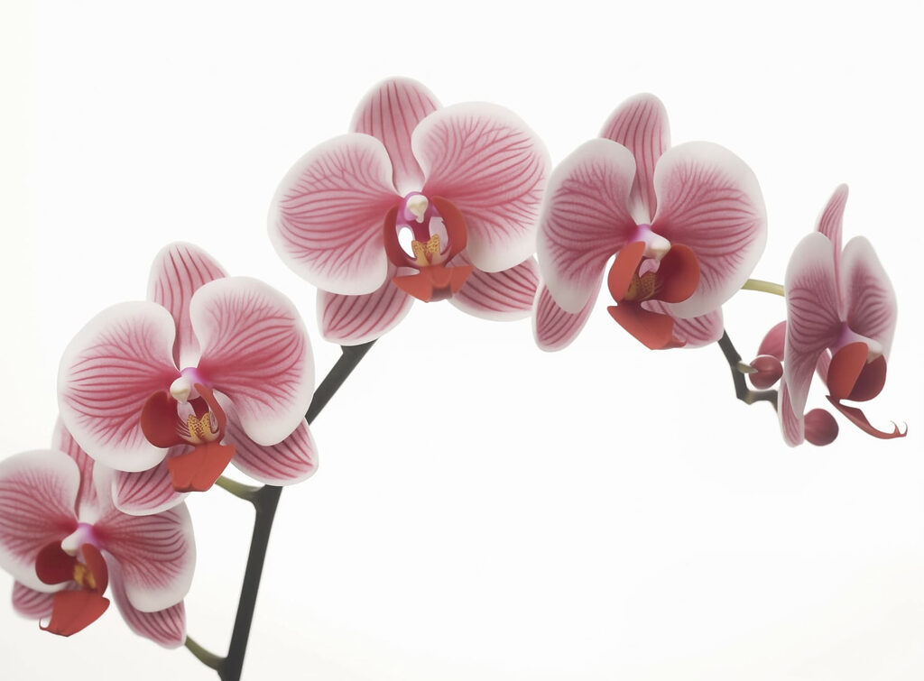 Delicate orchideeën in zachte bloei Delicate orchideeën in zachte bloei