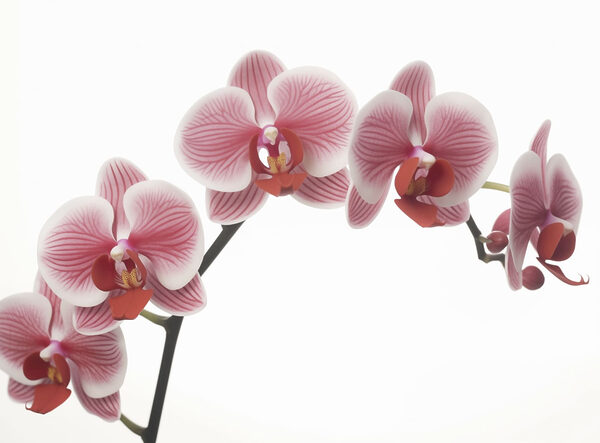 Delicate orchideeën in zachte bloei Delicate orchideeën in zachte bloei