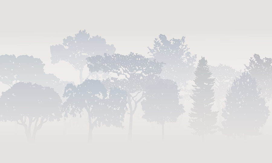 Groep bomen in mist Groep bomen in mist
