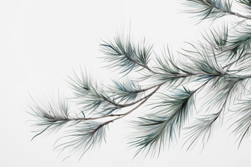 Delicate pine branches against white backdrop Delicate pine branches against white backdrop