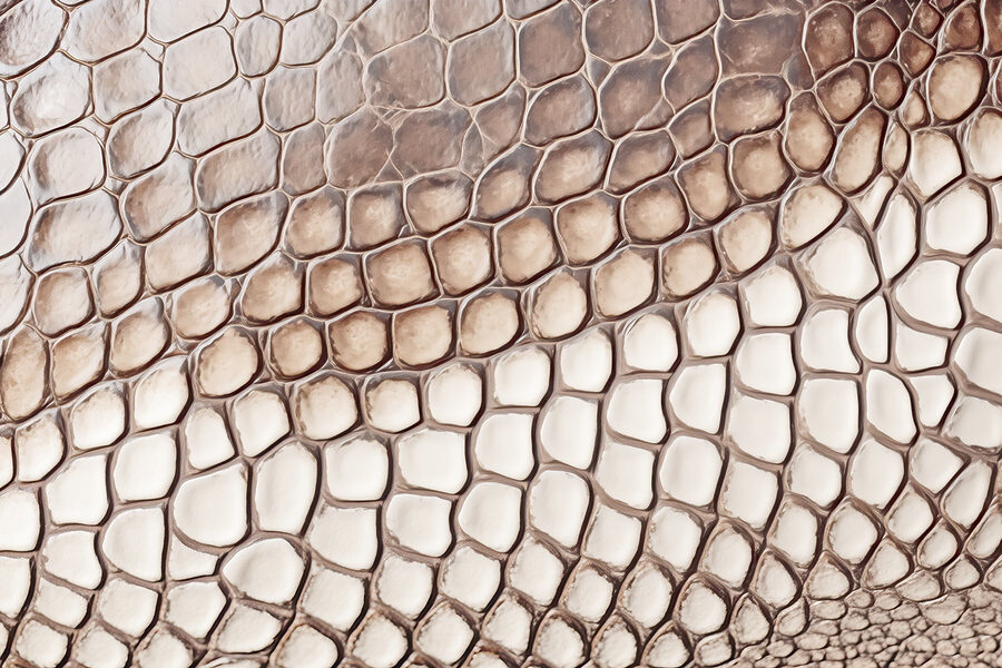Fotobehang Textuurpatroon van reptielenhuid close-up. - Afbeelding 7