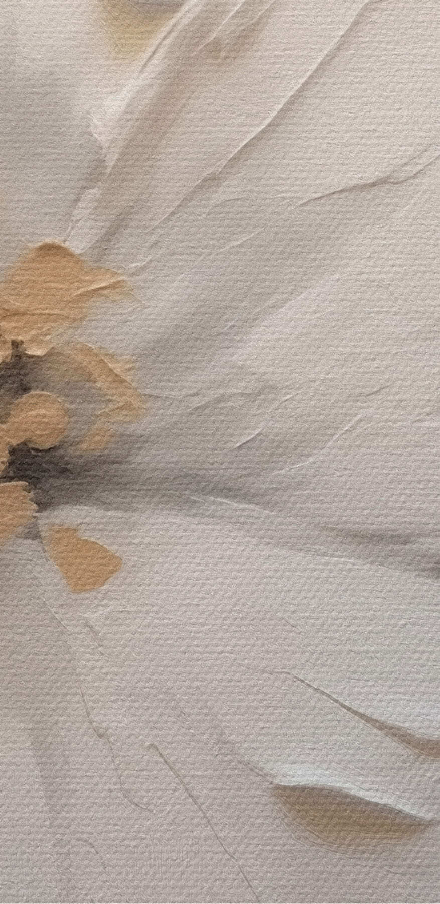 Delicate witte bloemen elegantie getoond