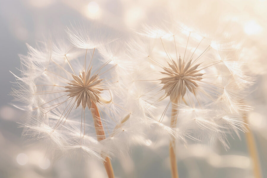 Delicate paardenbloemzaden in zacht licht