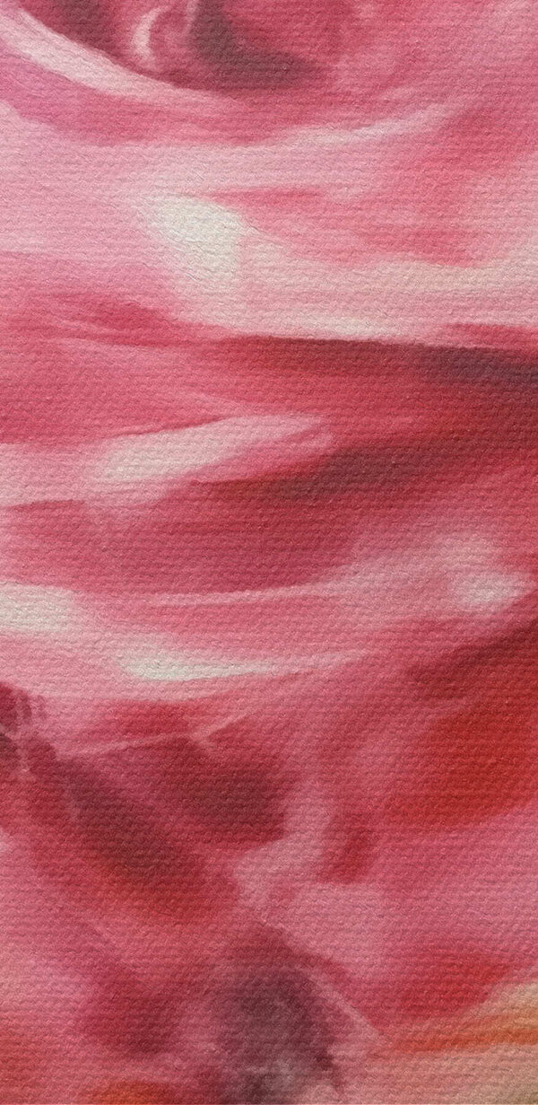 Schilderij van een roze roos Schilderij van een roze roos