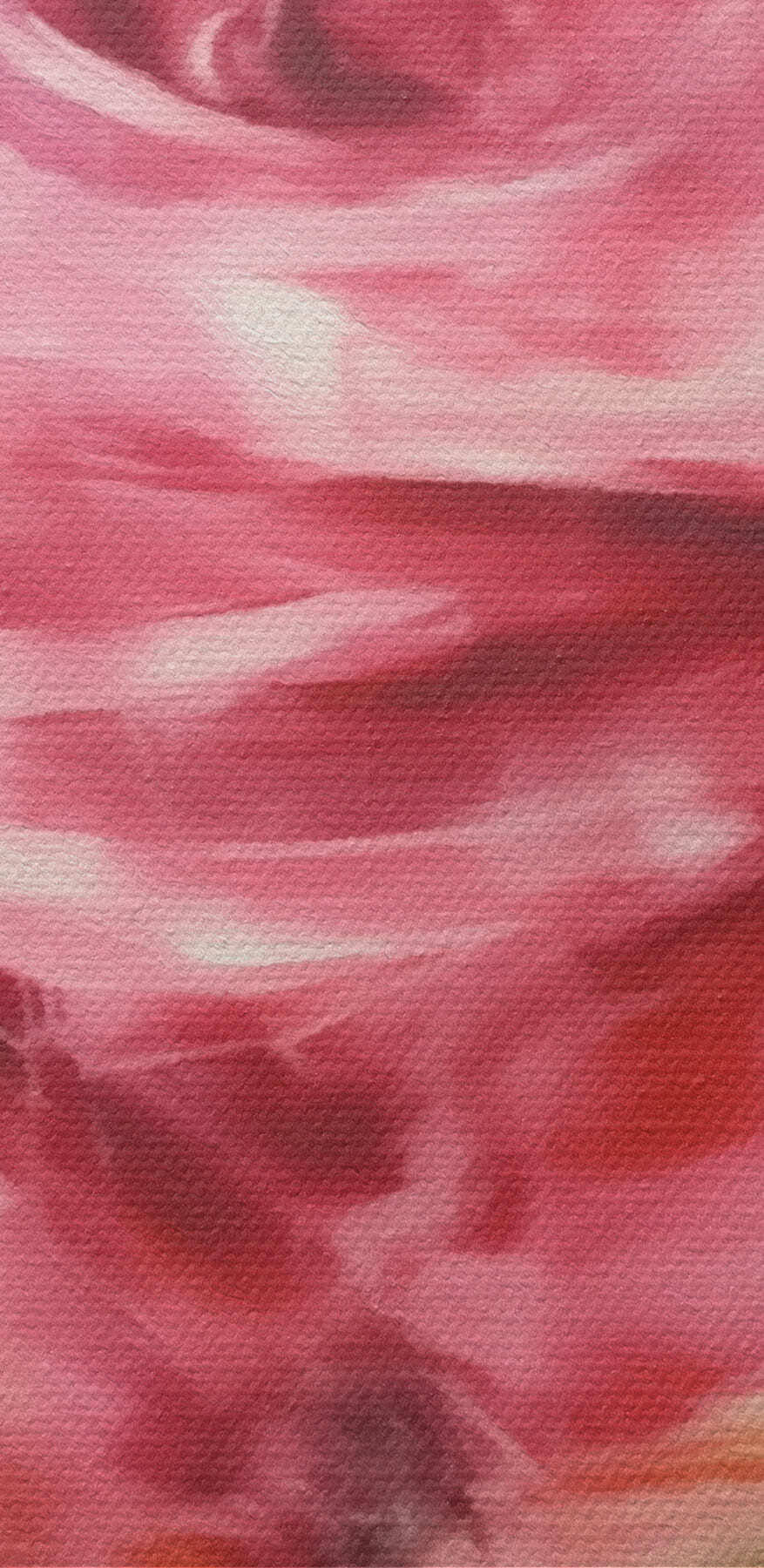 Schilderij van een roze roos Schilderij van een roze roos