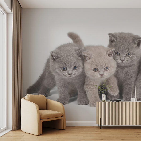 Groep kittens bij elkaar Groep kittens bij elkaar