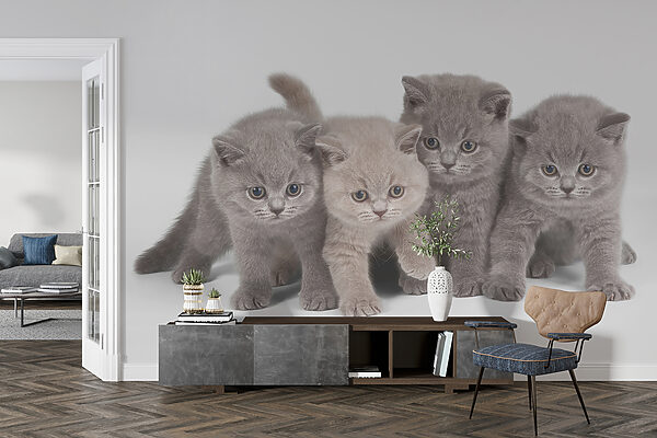 Groep kittens bij elkaar Groep kittens bij elkaar