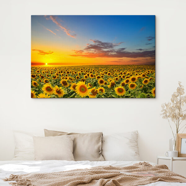 Een veld zonnebloemen bij zonsondergang s05429pib402 600x600 - Een veld zonnebloemen bij zonsondergang