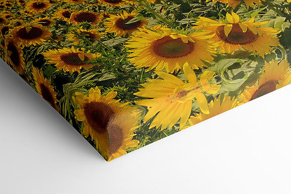 Een veld zonnebloemen bij zonsondergang s05429pml 600x400 - Een veld zonnebloemen bij zonsondergang