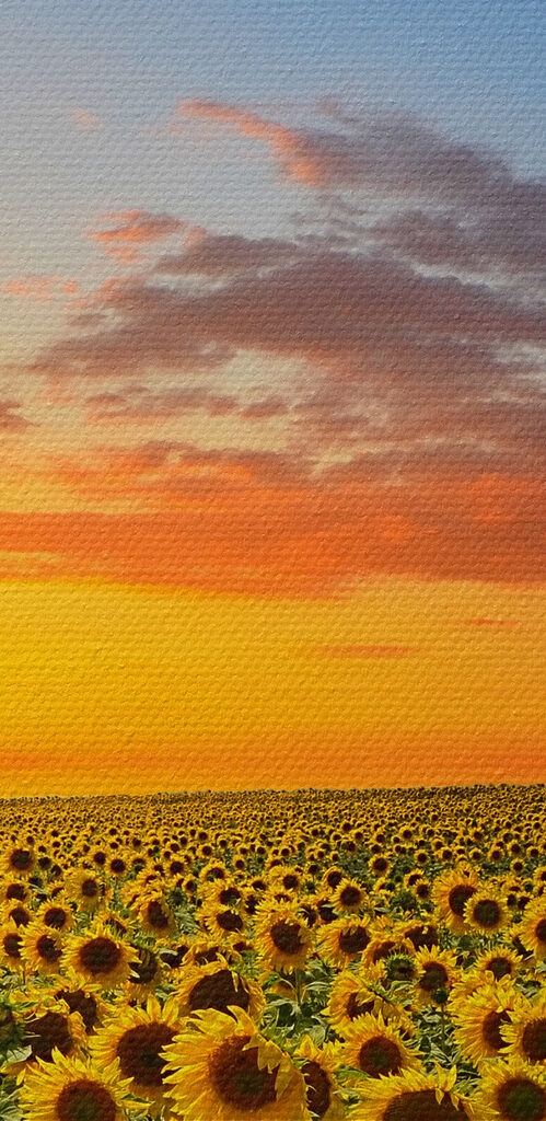Een veld zonnebloemen bij zonsondergang s05429pzvl 499x1024 - Een veld zonnebloemen bij zonsondergang