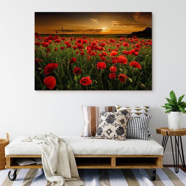 Een veld vol rode bloemen Een veld vol rode bloemen