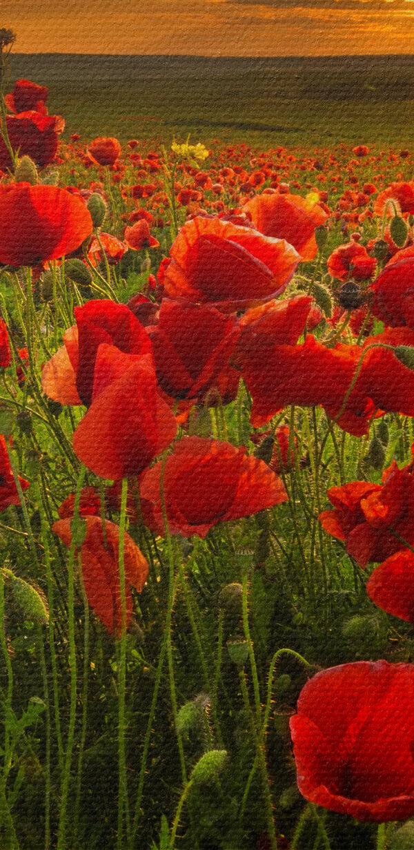 Een veld vol rode bloemen Een veld vol rode bloemen