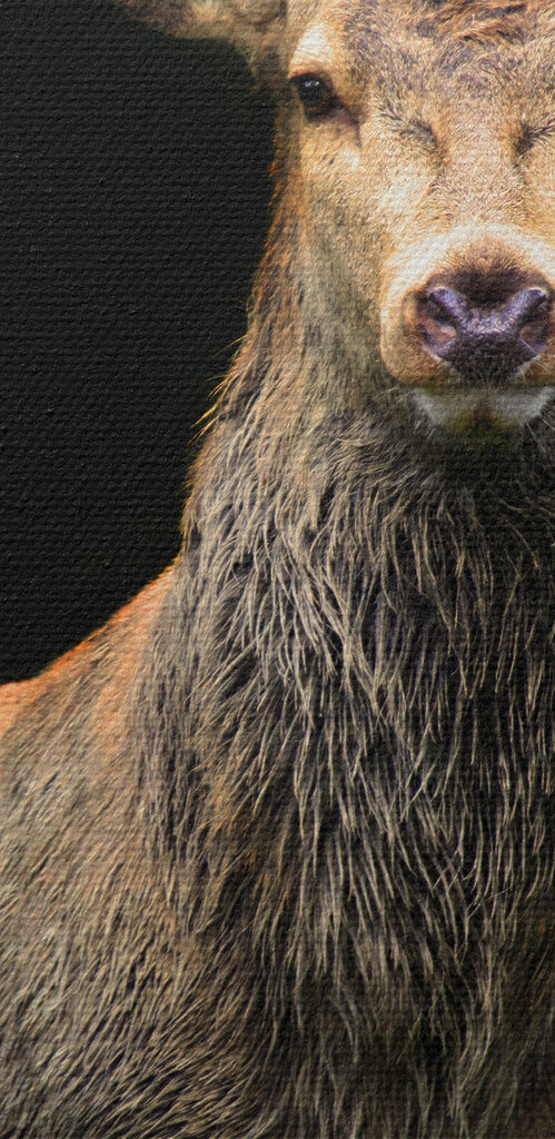 A deer with antlers standing in the dark