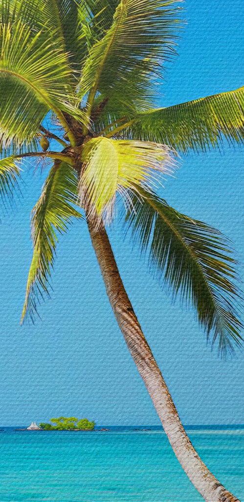 Palm trees on a beach Palm trees on a beach