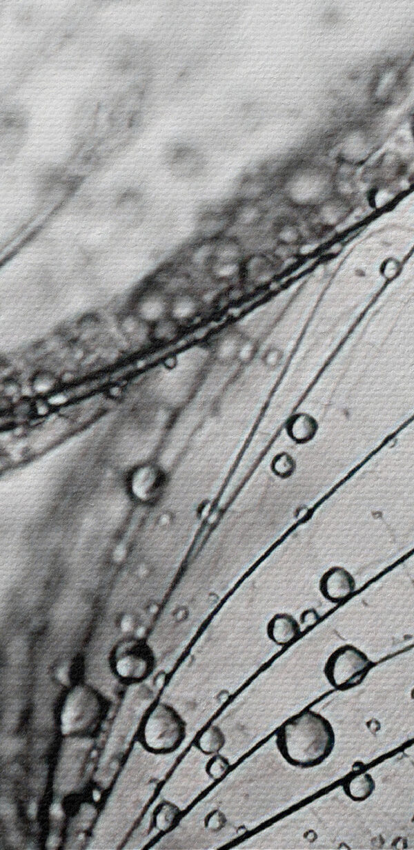 Close-up van waterdruppels op zaden Close-up van waterdruppels op zaden