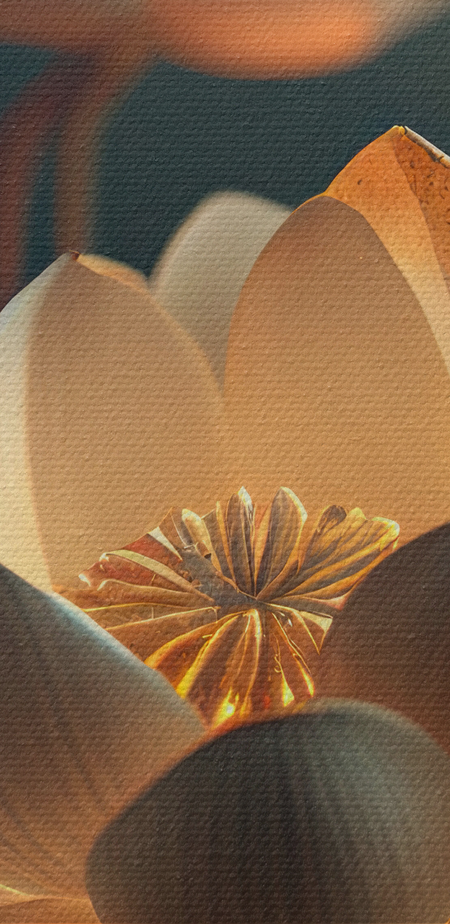 Een witte bloem met gele vlekken erop