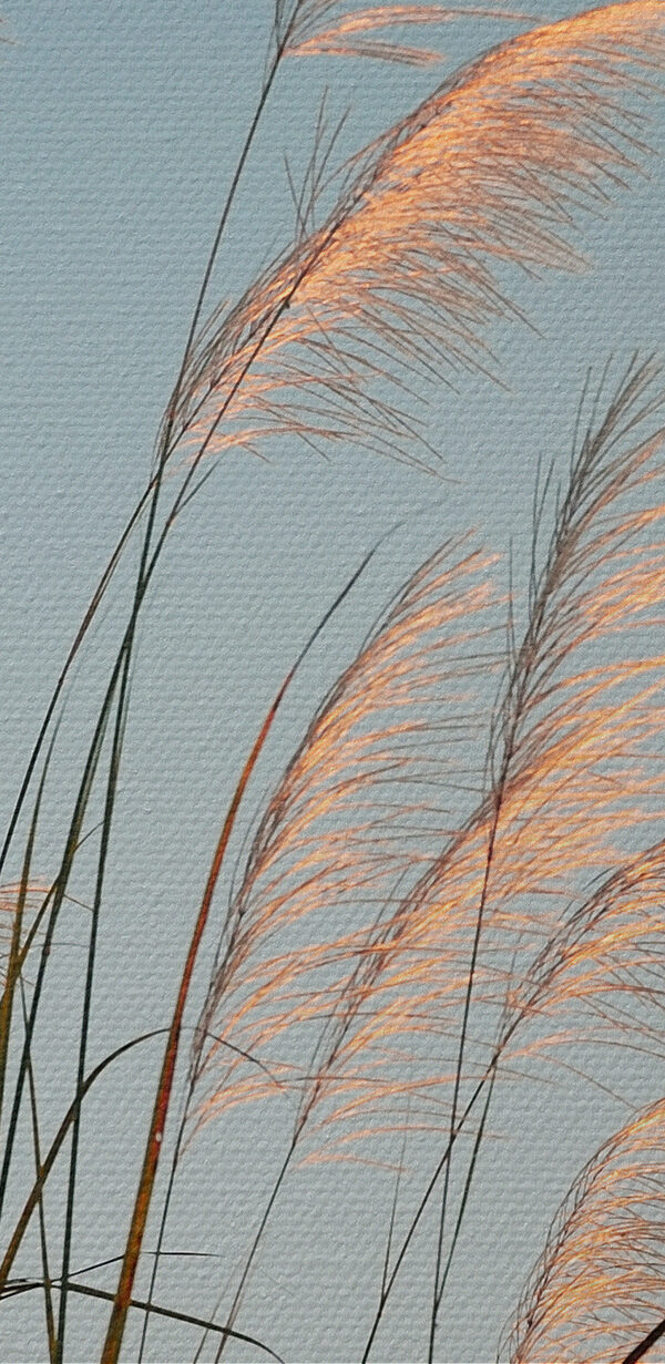 Een groep hoog gras Een groep hoog gras
