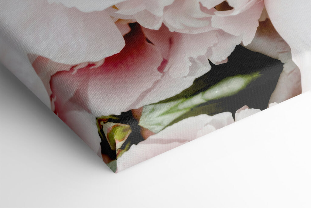 A group of pink flowers A group of pink flowers