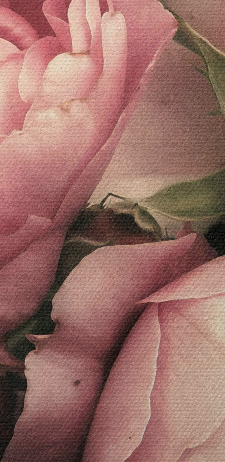 Een groep roze en witte rozen