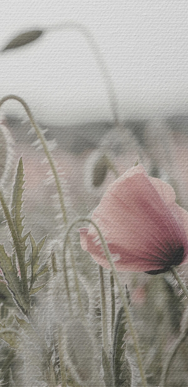 Een veld vol roze bloemen Een veld vol roze bloemen