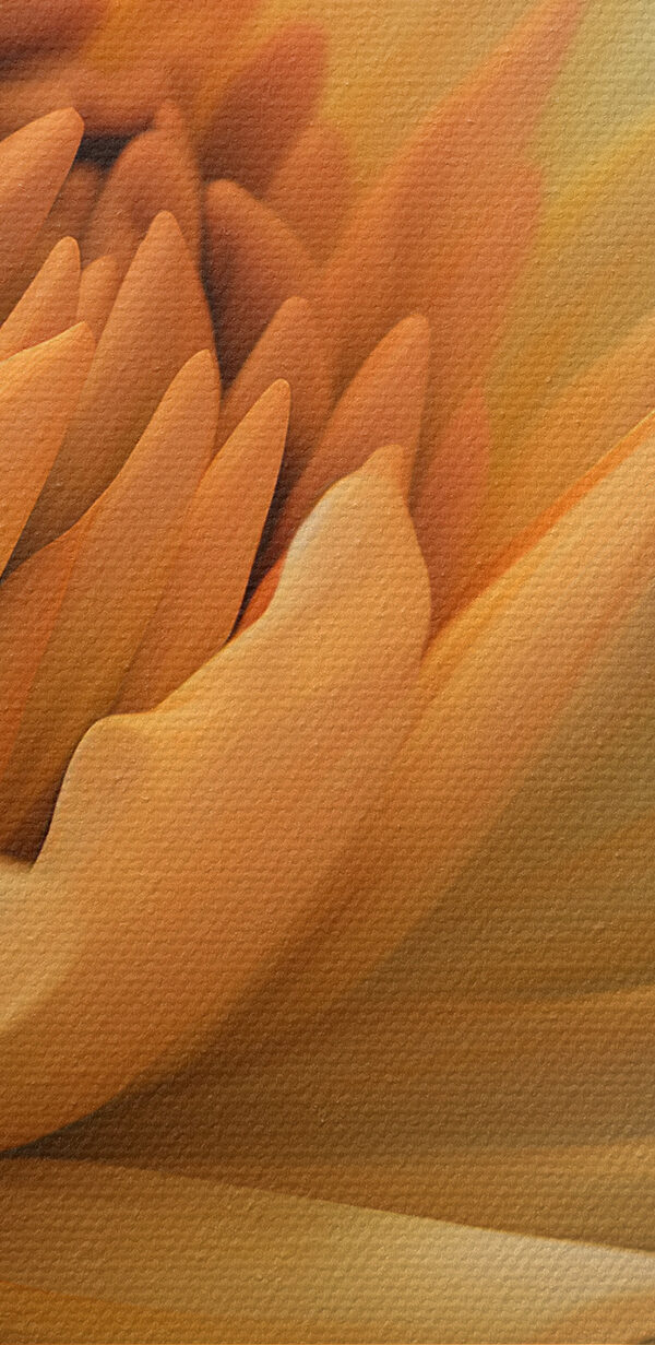 Een close-up van een bloem Een close-up van een bloem