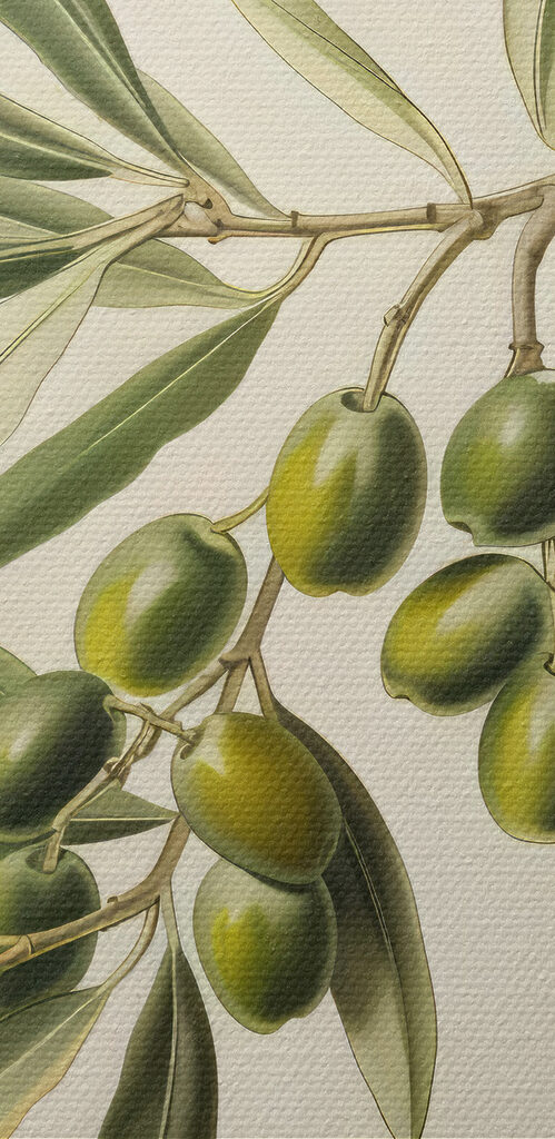 A green fruit on a branch