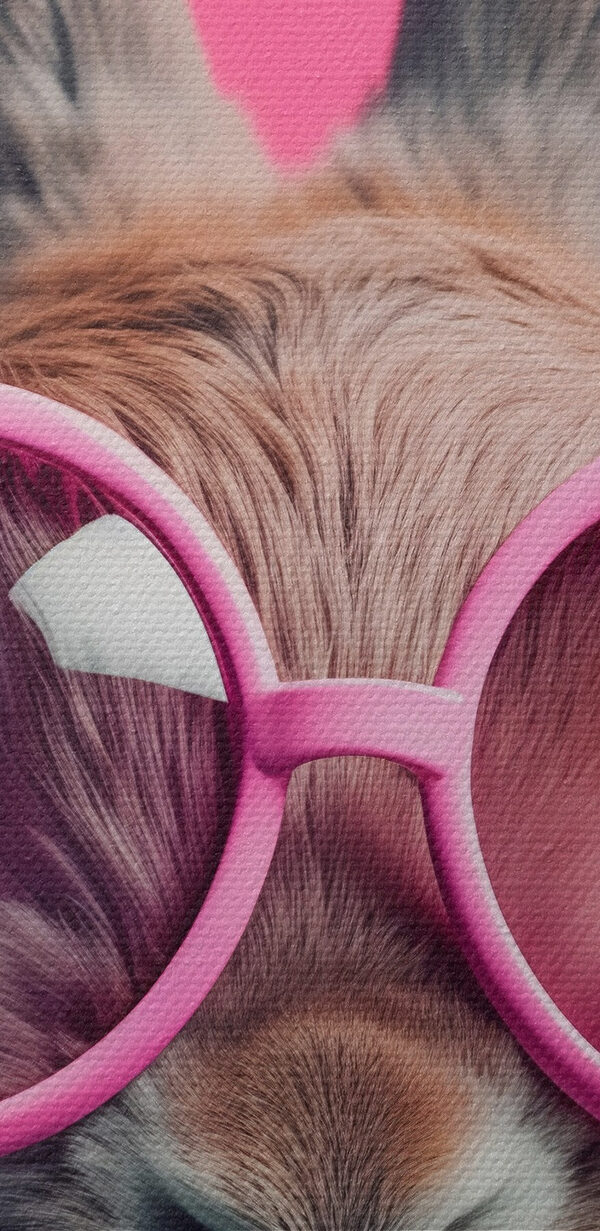 Konijn met roze bril Konijn met roze bril