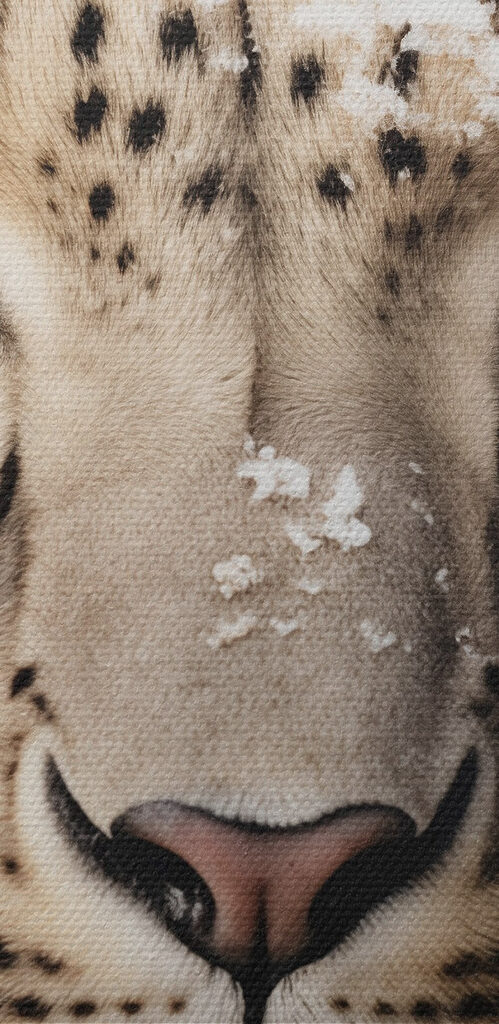 Snow leopard with snow on its head