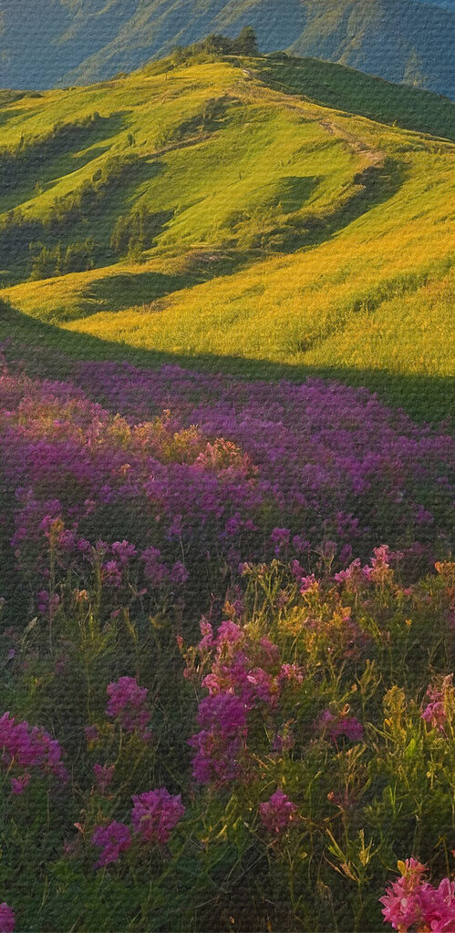 Field of flowers with mountains in the background