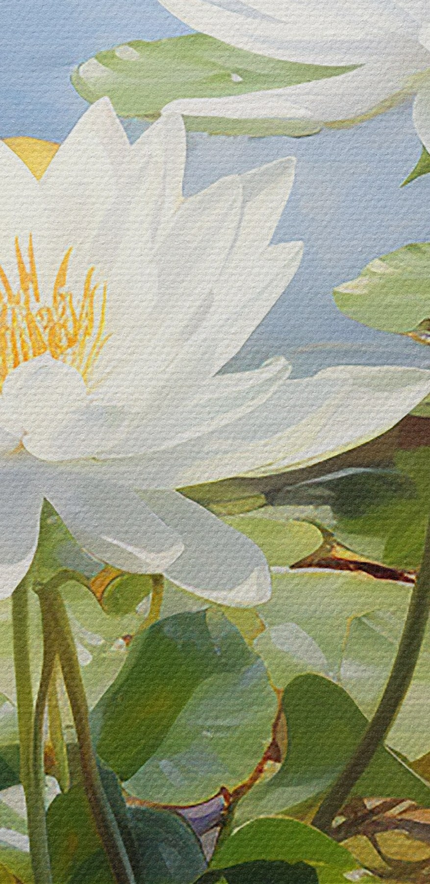 Groep witte bloemen in een vijver