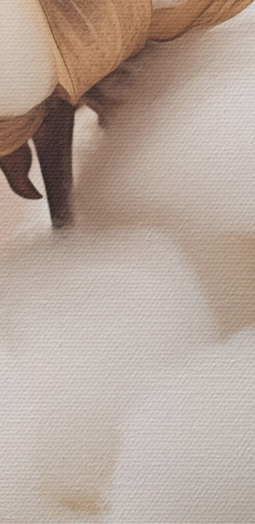 Soft cotton blooms in gentle light Soft cotton blooms in gentle light