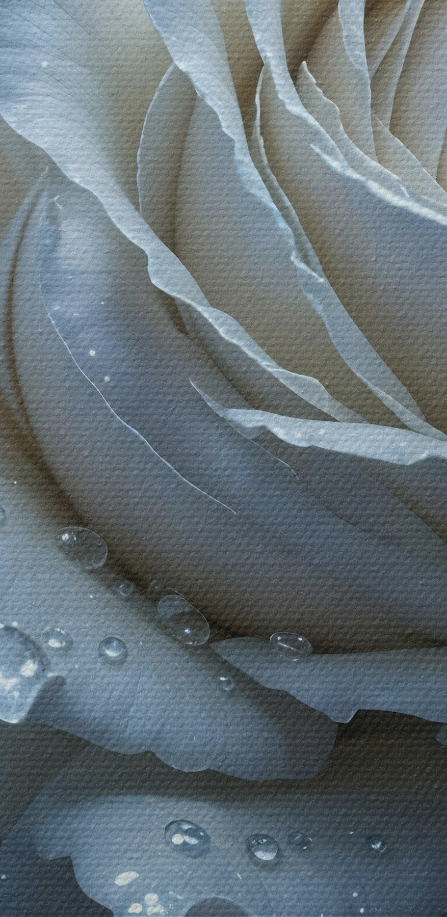 Witte roos met waterdruppels erop
