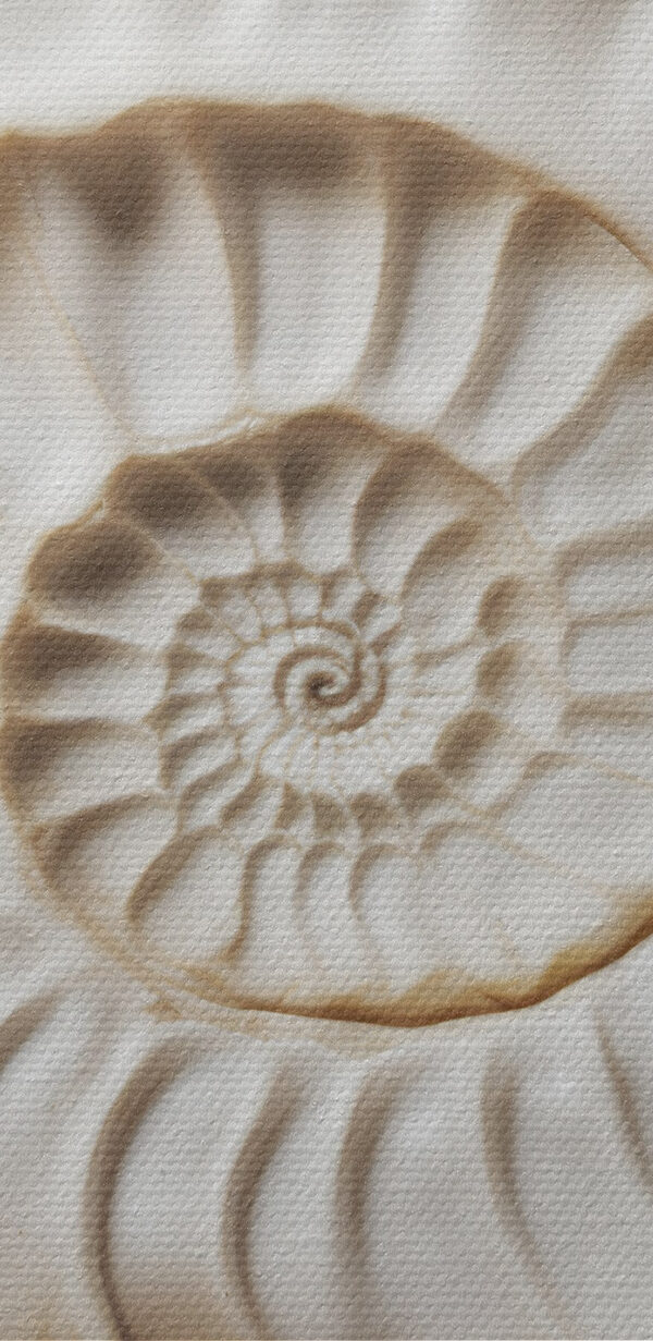 Elegant spiraalvormig schelpenpatroon prachtig weergegeven Elegant spiraalvormig schelpenpatroon prachtig weergegeven
