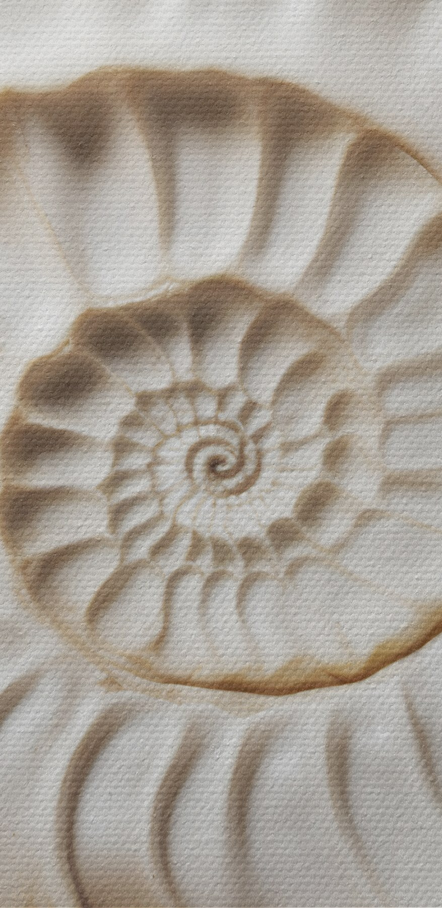 Elegant spiraalvormig schelpenpatroon prachtig weergegeven