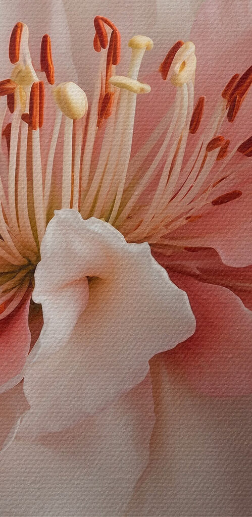 Delicate petals in soft hues Delicate petals in soft hues