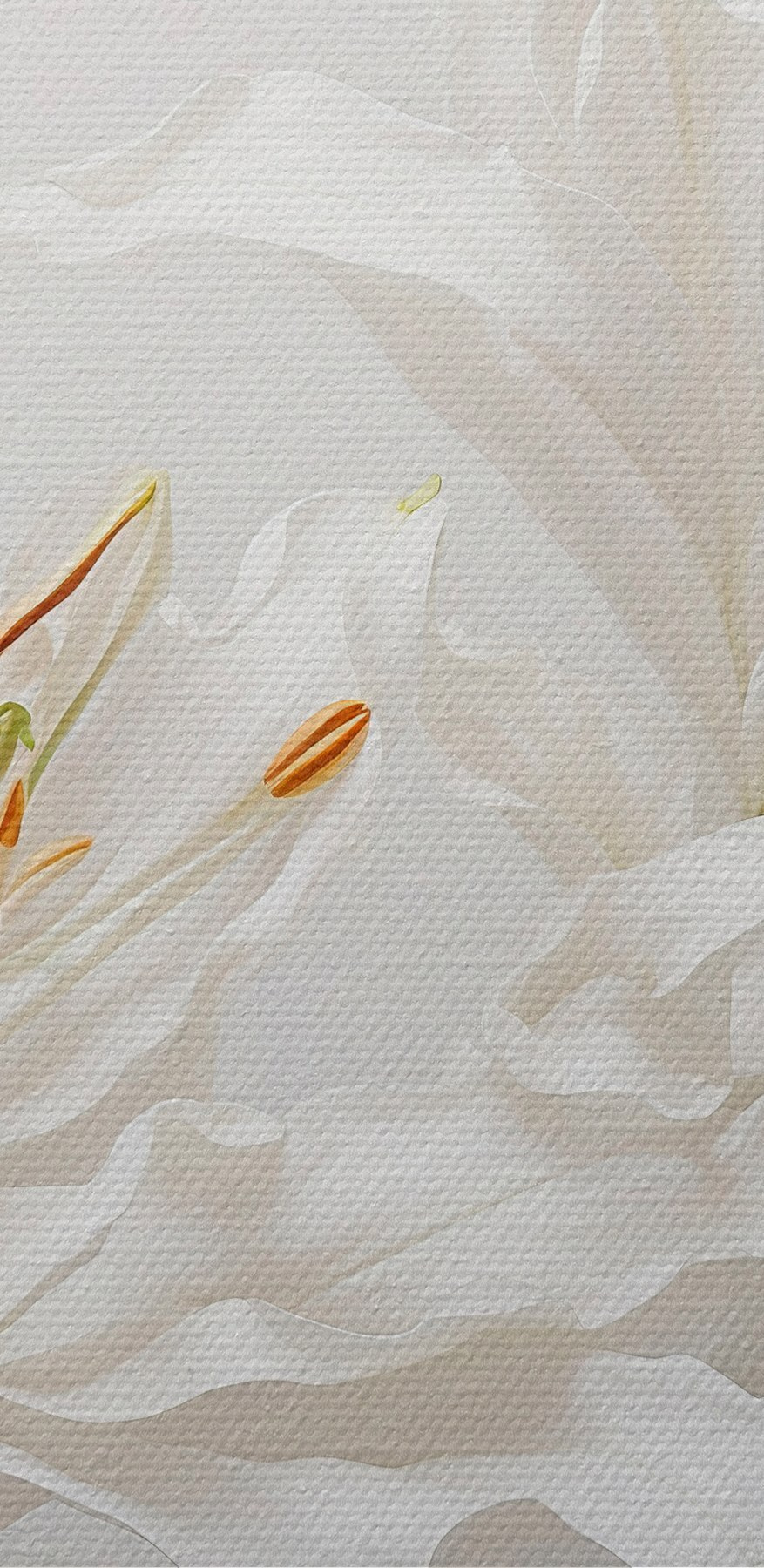 Groep witte bloemen Groep witte bloemen