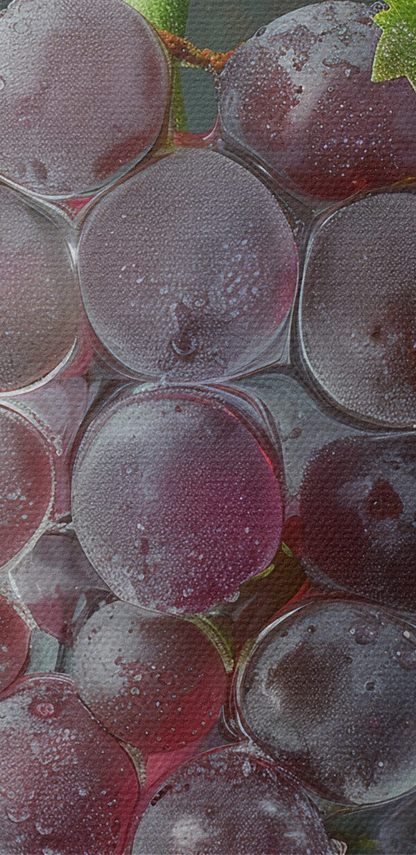 Trosje druiven met waterdruppels erop Trosje druiven met waterdruppels erop