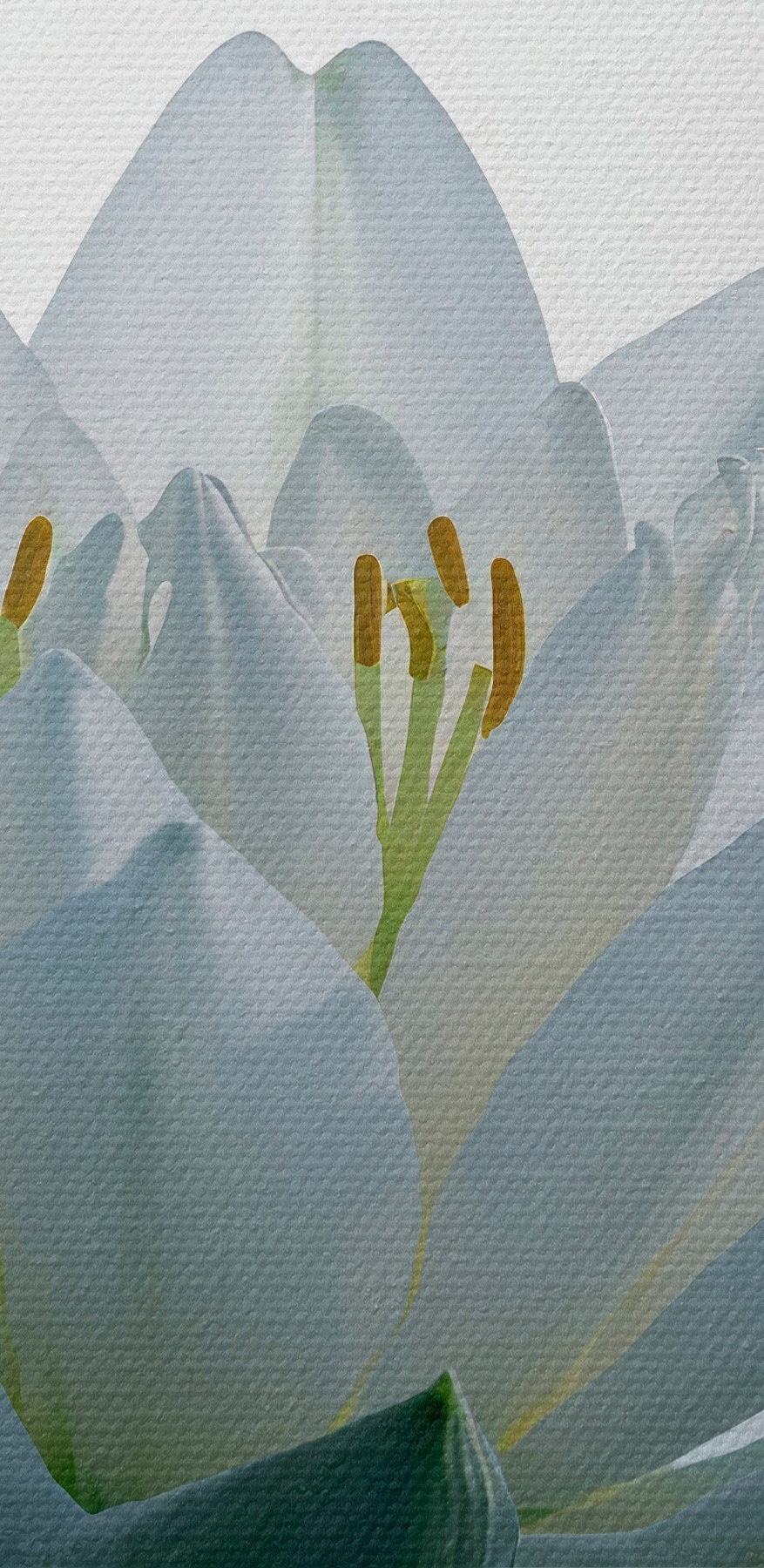 Witte bloem in water