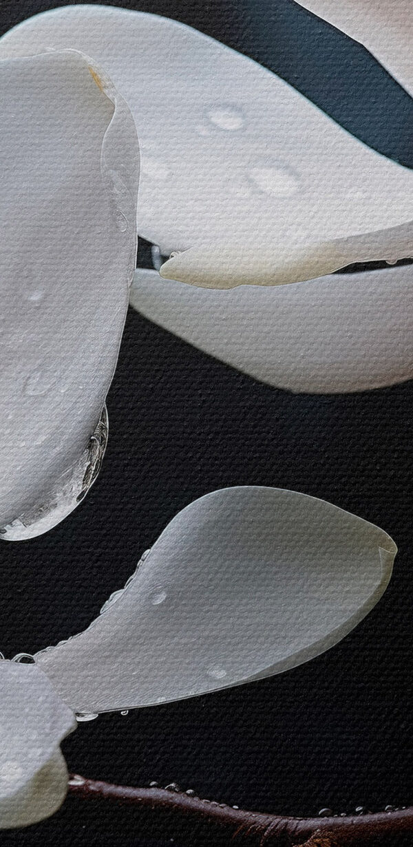 Delicate bloesems versierd met druppels Delicate bloesems versierd met druppels
