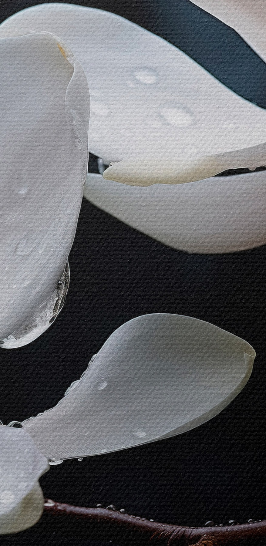 Delicate bloesems versierd met druppels Delicate bloesems versierd met druppels