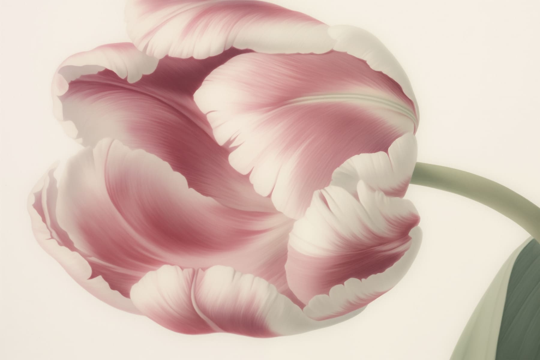Gevoelige roze tulp in bloei w03638p - Gevoelige roze tulp in bloei